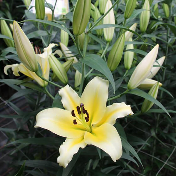 Serano_lillies