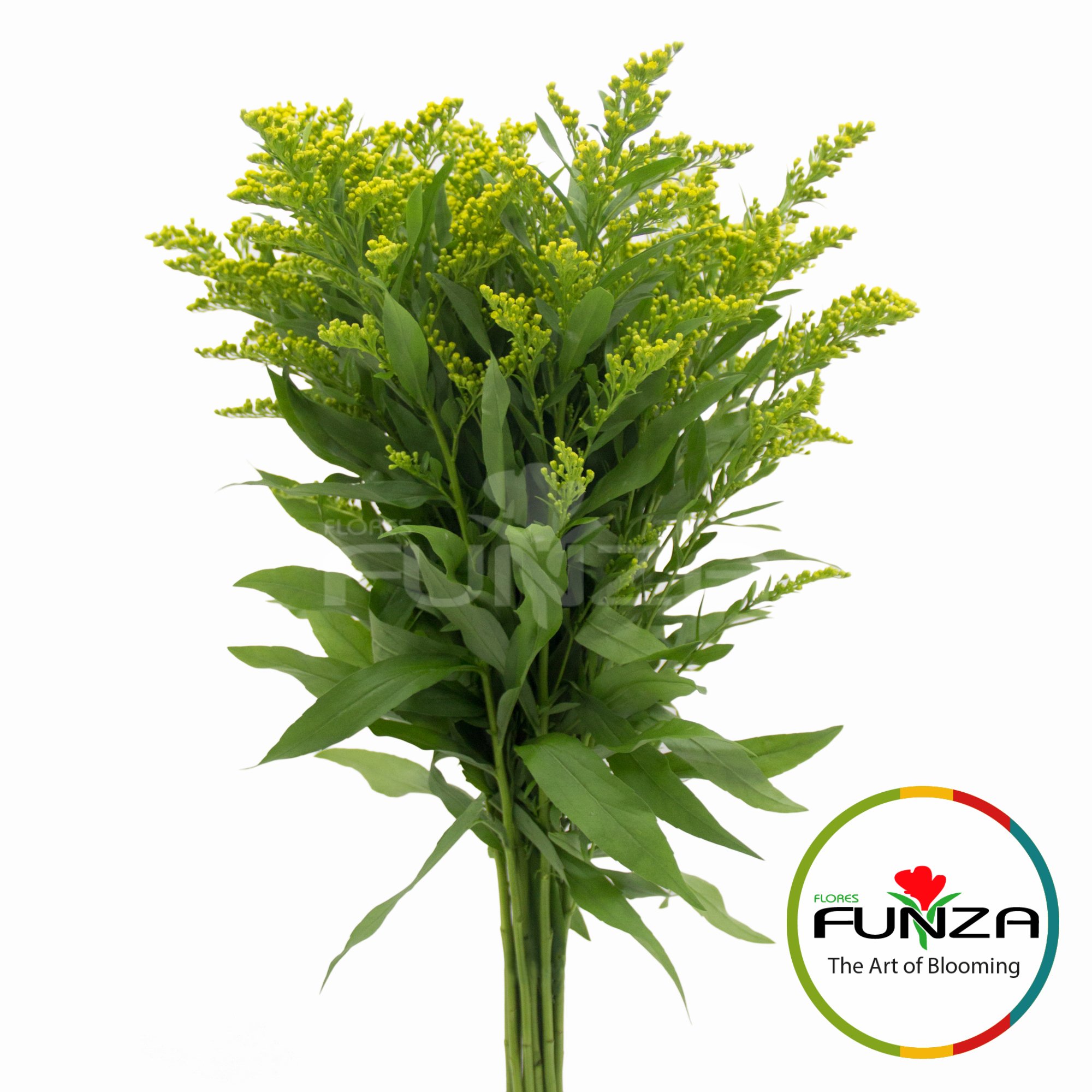 Solidago Golden Glory (1) - Flores Funza