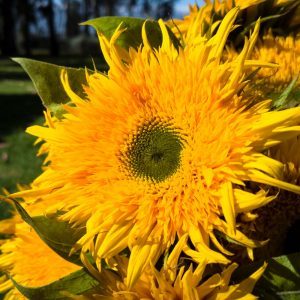 Sunflower_Tavor