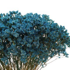 Tinted_Limonium