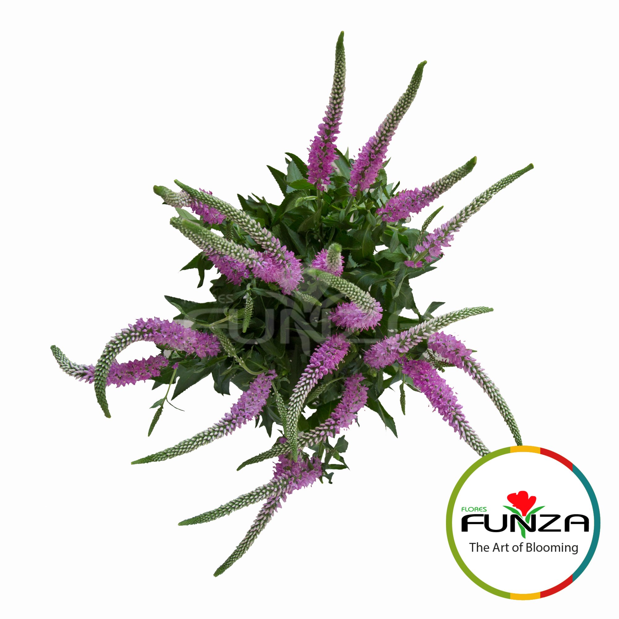 Veronica Pink -  Flores Funza (2)