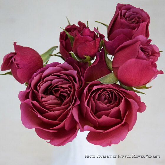 Wabara_garden_spray_rose