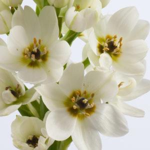White_ornithogalum