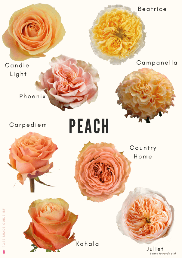 Peach colored roses 