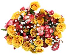 Yellow_pink