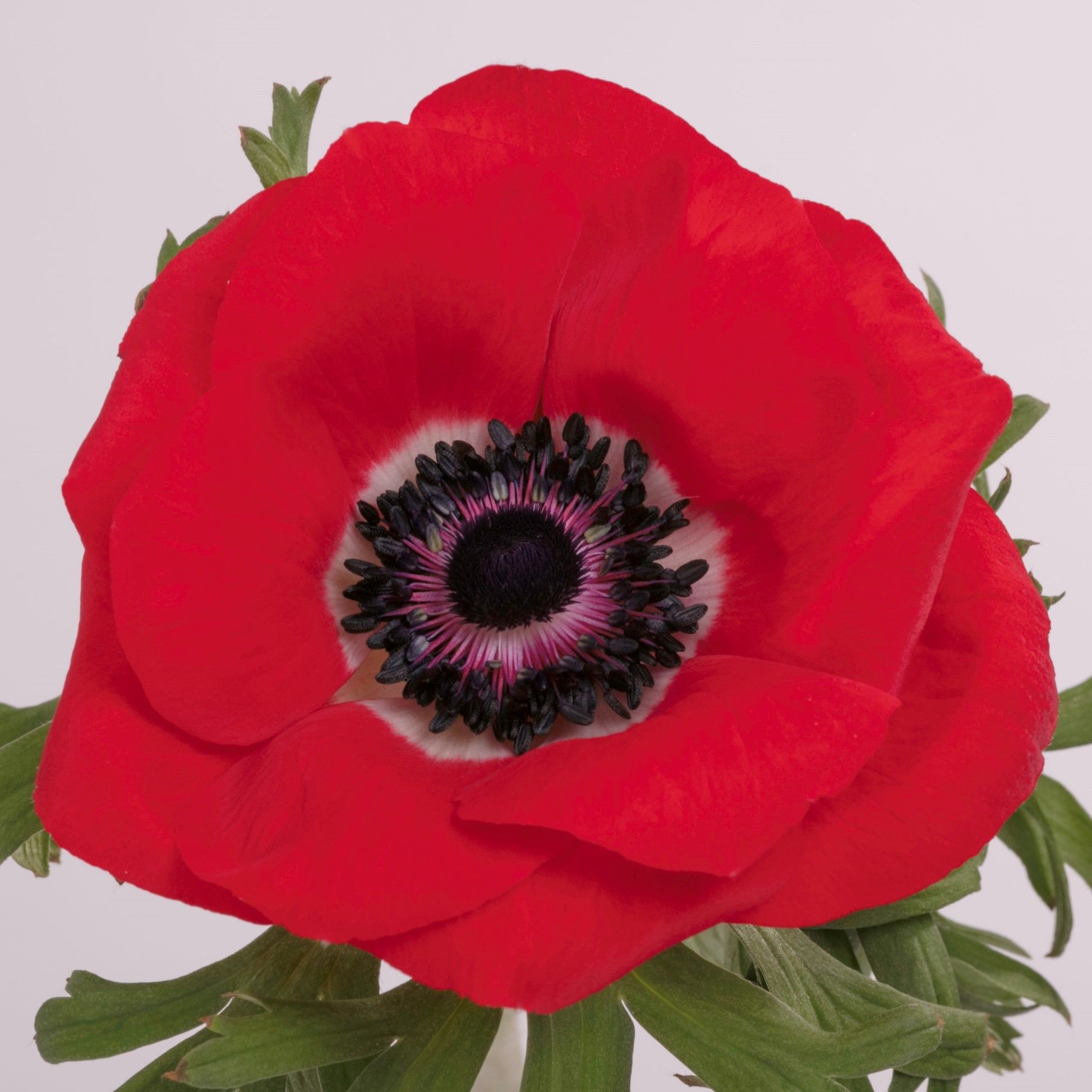 anemone_red