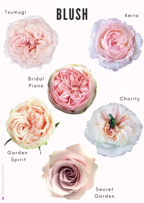 Light colored roses on sale