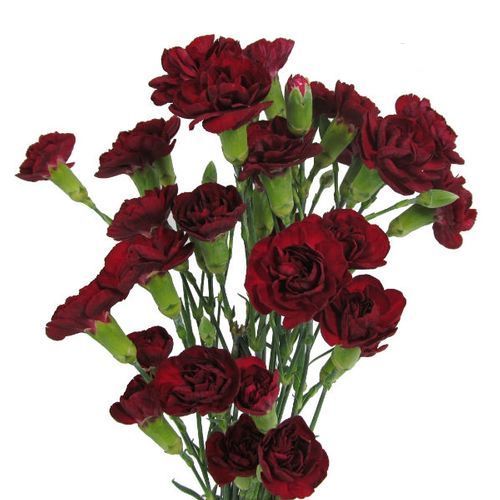 burgundy_1