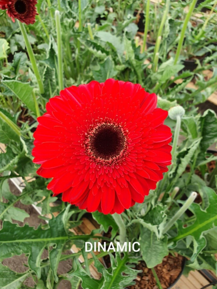 dinamic_red