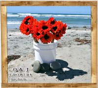 gallery_red_sunlower_small