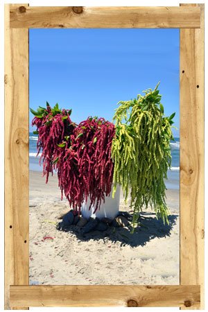 hanging_amaranthus_green