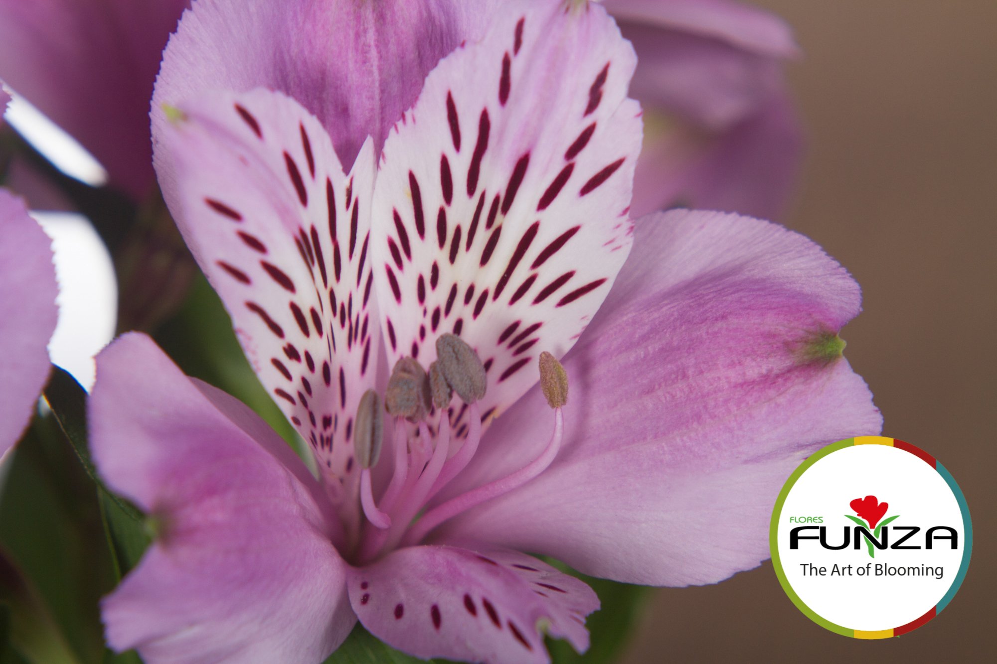 jewell (4) - Flores Funza