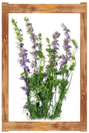 larkspur_lavendar
