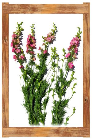 larkspur_pink