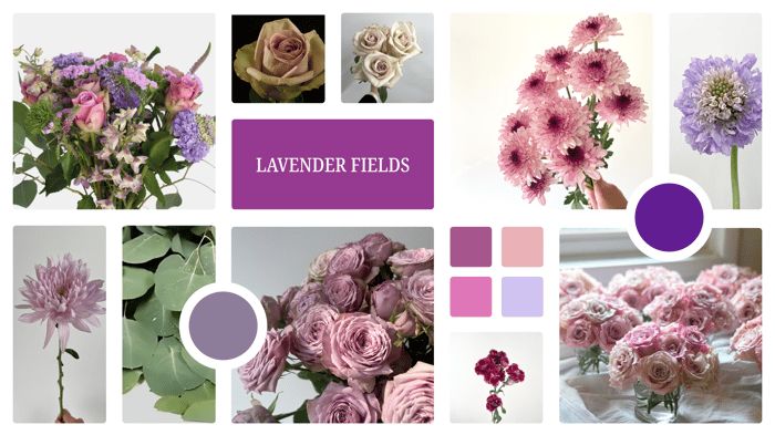 lavender fields1