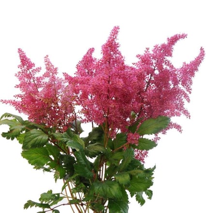 pink astilbe