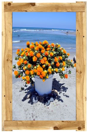 safflower