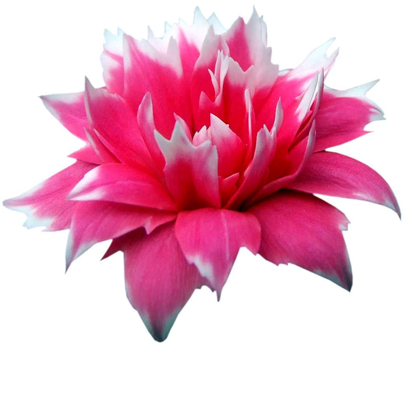 star_cherry_tessino@2x resized
