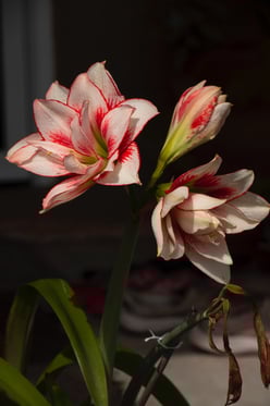 suzanne-d-williams-g0OzdbefpHo-unsplash (1)