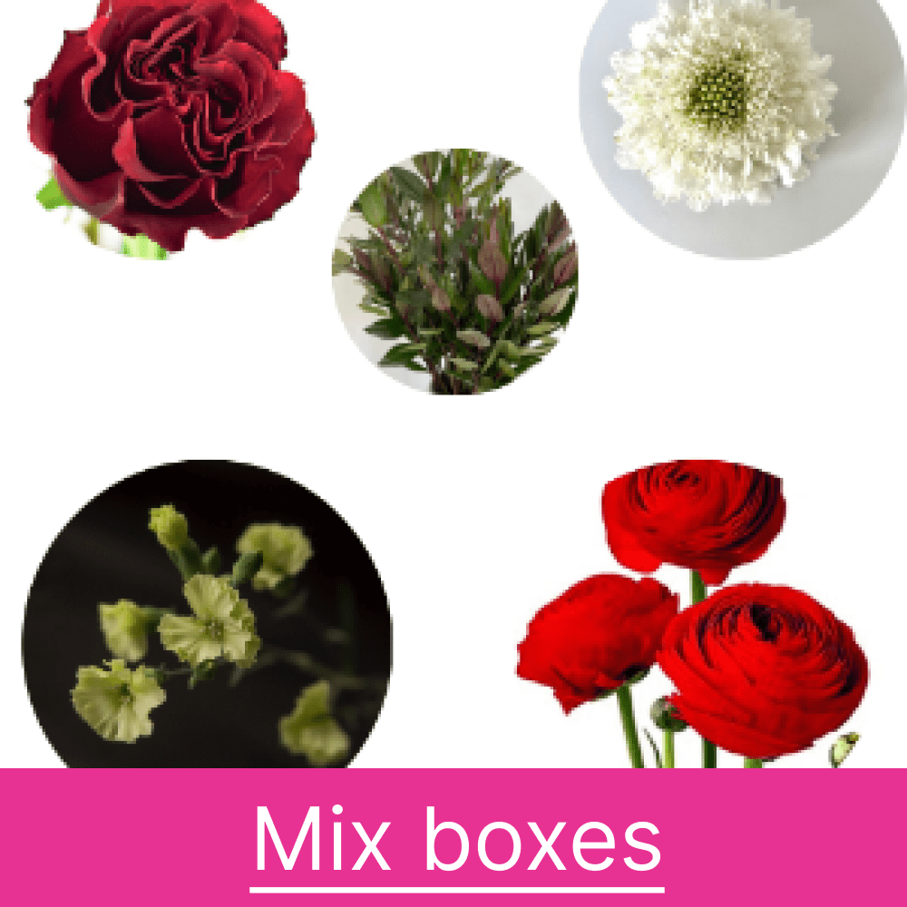 Mixbox-2_